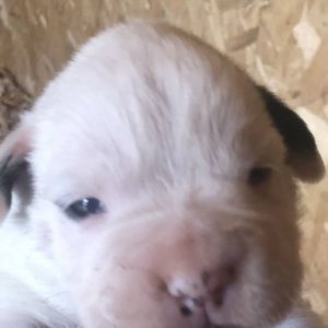 Meet your Posher, Bobbie